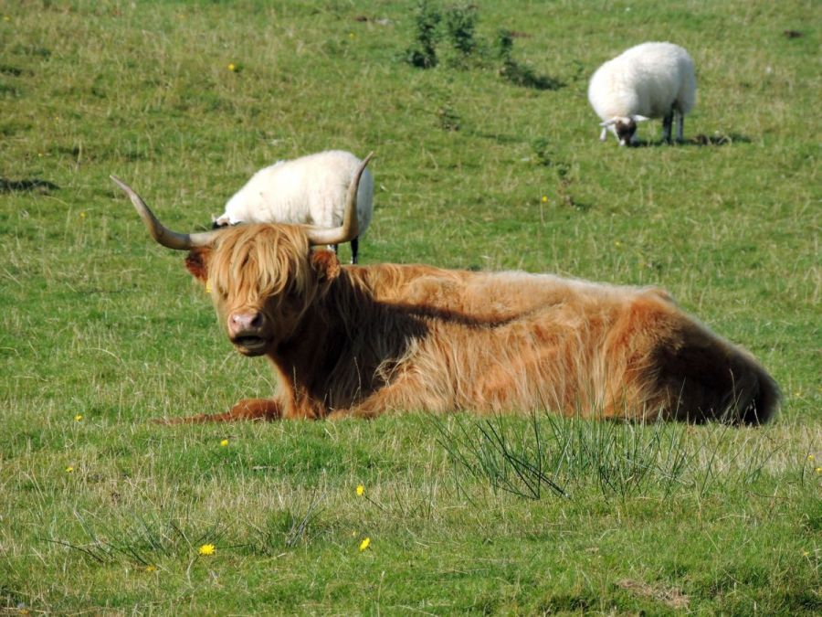 Mommy Highland cattle glengorm 