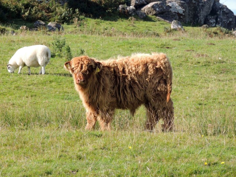 young Highland cattle glengorm 
